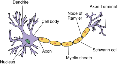 Neuron, source: wikimedia